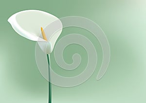 Arum Lilly