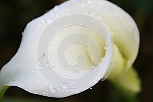Arum Lilly
