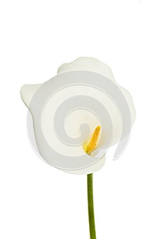 Arum lilly flower