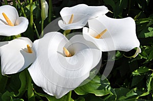 Arum lilly group with yellow spadix photo