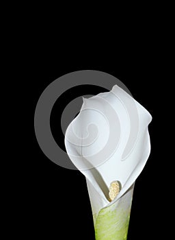 The Arum Lily