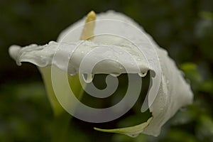 Arum Lily.