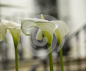 Arum Lily.