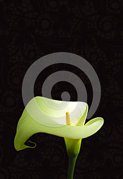 Arum lily photo