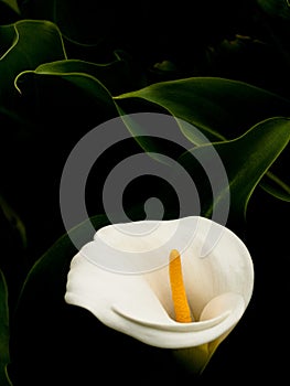 Arum lily photo