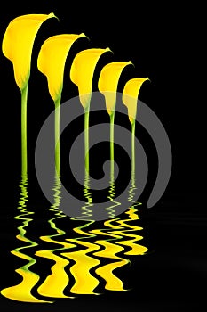 Arum Lily Flower Abstract