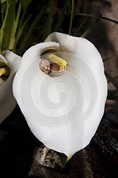 Arum Lily Frog or Arum Lily Reed Frog, hyperolius horstocki, Adults Camouflaged in Arum Flower, South Africa