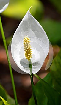 Arum lily Latin name Zantedeschia aethiopica