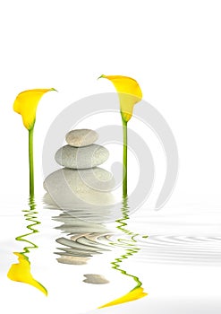 Arum Lily and Pebble Abstract