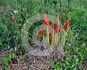 Arum maculatum (Arum maculatum) is a species of monocotyledonous plant from the Araceae family