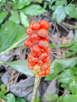 The Arum maculatum or cuckoopint plant. photo