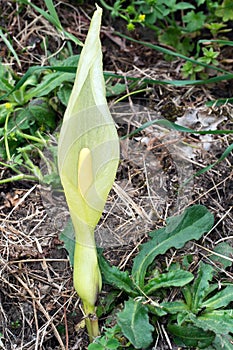Arum maculatum, flower. Aka Arum lily, Cuckoo pint.