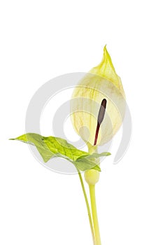 Arum maculatum isolated