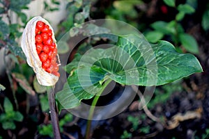 Arum maculatum with leaf and ripe berries