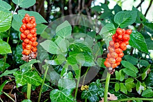 Arum maculatum with red berries, a poisonous woodland plant