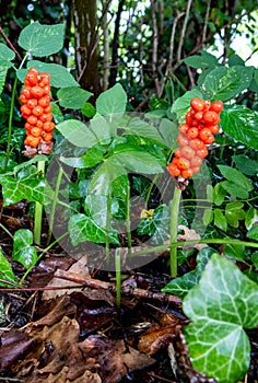 Arum maculatum with red berries, a poisonous woodland plant