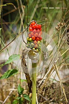 Arum palaestinum