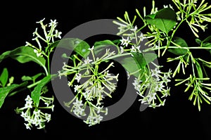 Arumdalu flower on the three at night