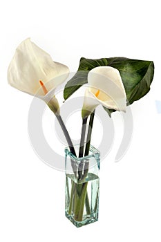 Arums in a vase on a white background photo