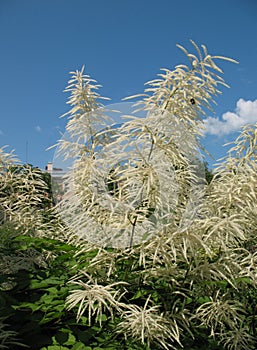 Aruncus dioicus