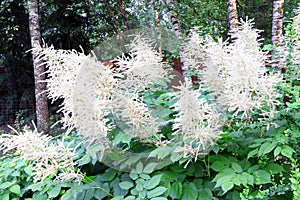 Aruncus dioicus blooming in a summer time. Flowers of Goats beard. Bush of Aruncus dioicus