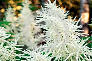 Aruncus dioicus blooming in a summer time. Flowers of Goats beard. Bush of Aruncus dioicus