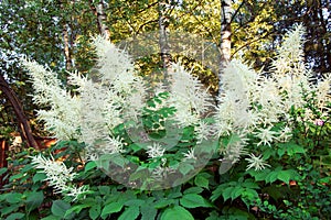 Aruncus dioicus blooming in a summer time. Flowers of Goats beard. Bush of Aruncus dioicus