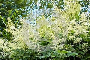 Aruncus dioicus blooming in the summertime. Flowers of Goats beard. Bush of Aruncus dioicus. Beautiful blooming white