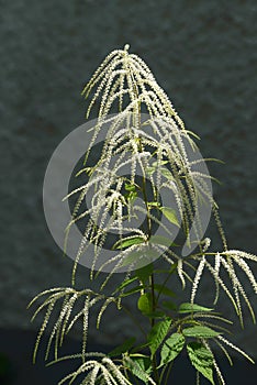 Aruncus dioicus