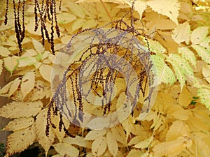 Aruncus dioicus in fall