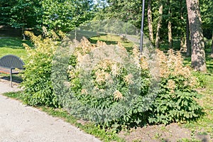Aruncus dioicus, flowering herbaceous perennial plant in the family Rosaceae