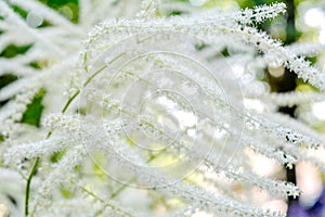 Aruncus dioicus or goat beard white plant close up with green blossom in garden