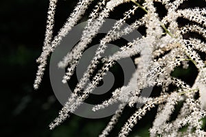 Aruncus dioicus, known as goat\'s beard, buck\'s-beard or bride\'s feathers, a flowering herbaceous