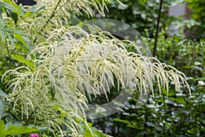 Aruncus vulgaris dioicus white tall spring flowering plant, group of Bucks-beard flowers in bloom