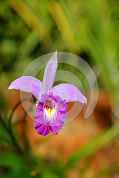 Bamboo Orchid photo