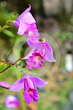 Bamboo Orchid photo