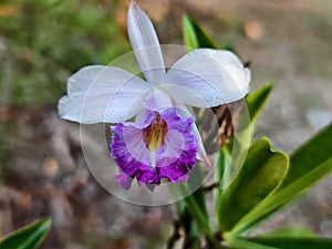 Arundina graminifolia Orkid Tanah
