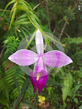 Arundina graminifolia is a terrestrial orchid with foliage that resembles a bamboo.