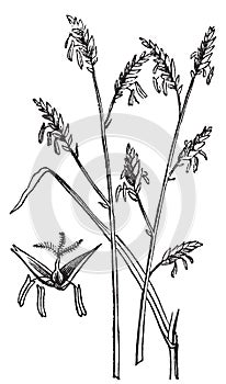 Arundinaria or Arundinaria macrosperma or commonly known as the Canes old engraving photo