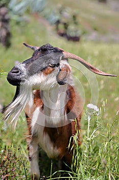 ARURE, LA GOMERA, SPAIN: Colorful goat near Arure