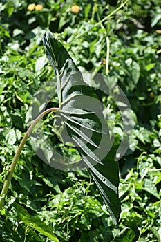 Arvi Taro Root Farming