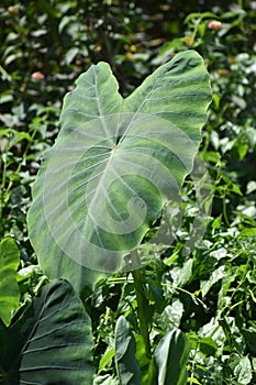 Arvi Taro Root Farming photo