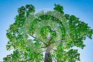 Tall tree seen from below with long branches. photo