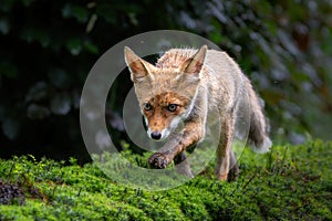 Young Red Fox in the forest of Noord-Brabant in the Netherlands