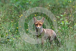 Young Red Fox in the forest of Noord-Brabant in the Netherlands