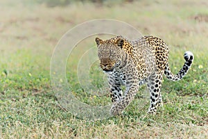 Leopard in Mashatu Game Reserve in the Tuli Block in Botswana