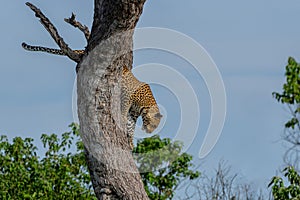 Leopard in a tree in Mashatu Game Reserve