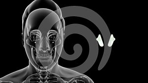 Human Arytenoid cartilage Anatomy