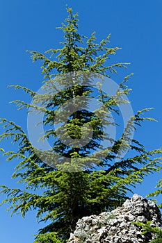 Arz tree in arz forest in north lebanon