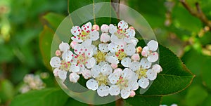 ArÃÂ³nia melanocÃÂ¡rpa is blooming.White flowers, red stamens. photo